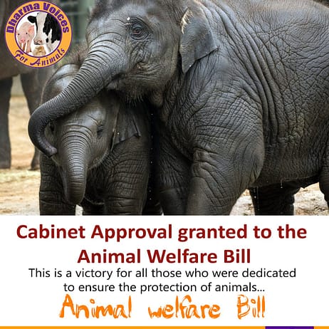 Cabinet Approval Granted to the Animal Welfare Bill