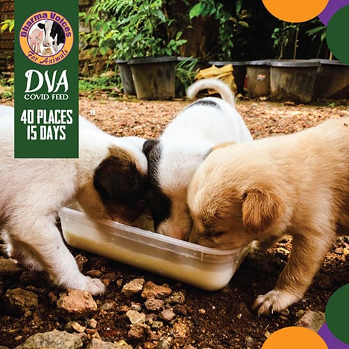 DVA Covid Dog Feed