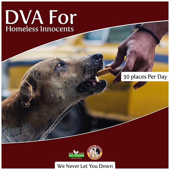 DVA for Homeless Innocents