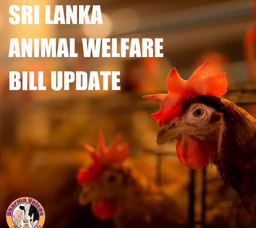 Sri Lanka Animal Welfare Bill Update